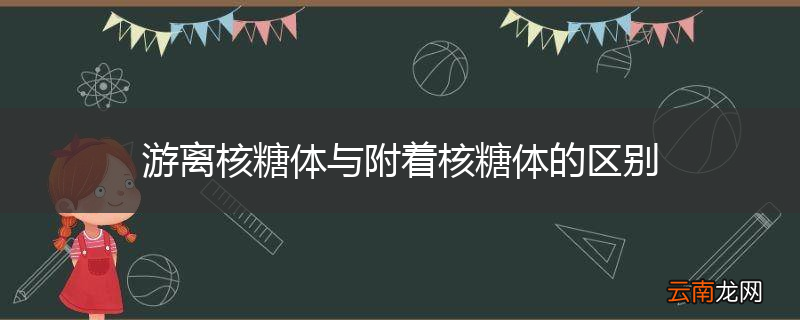 游离核糖体与附着核糖体的区别