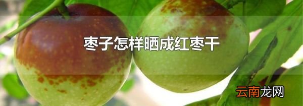 枣子怎样晒成红枣干