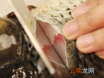 怎么杀活鱼