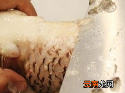 怎么杀活鱼