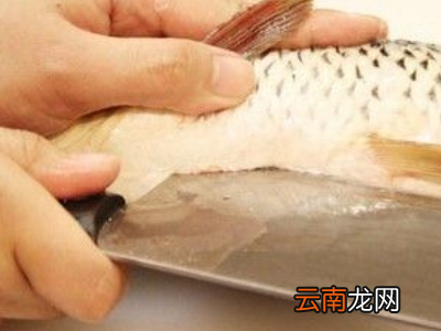 怎么杀活鱼
