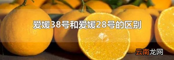 爱媛38号和爱媛28号的区别