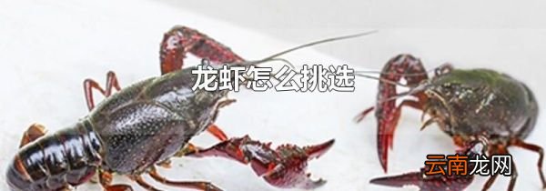 龙虾怎么挑选