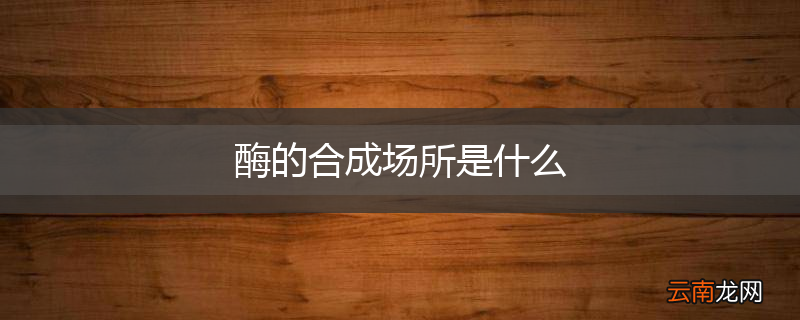 酶的合成场所是什么