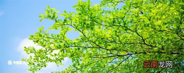 伏天一共多少天 伏天有多少天