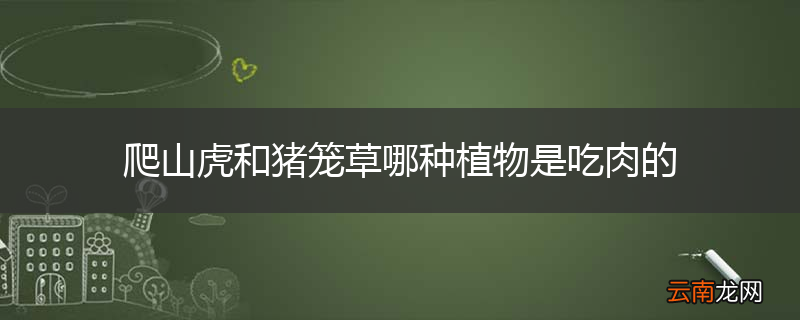 爬山虎和猪笼草哪种植物是吃肉的