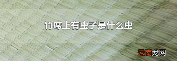 竹席上有虫子是什么虫