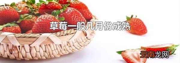草莓一般几月份成熟