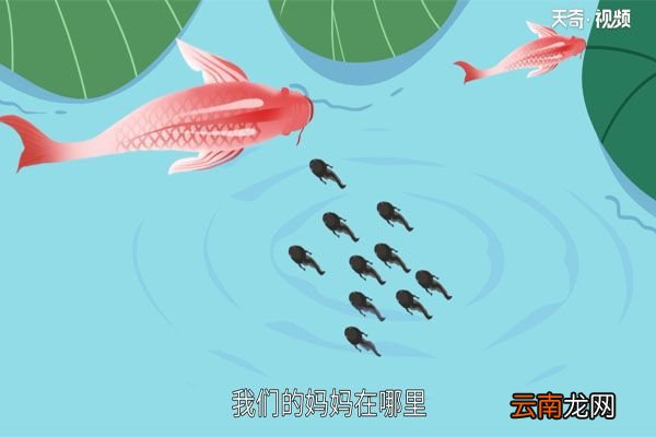 小蝌蚪找妈妈的故事