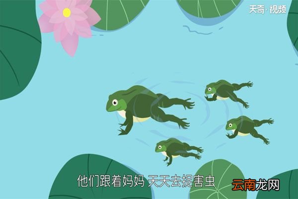 小蝌蚪找妈妈的故事