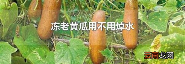 冻老黄瓜用不用焯水