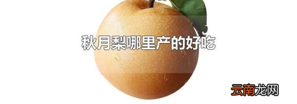 秋月梨哪里产的好吃