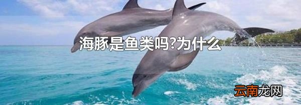海豚是鱼类吗?为什么