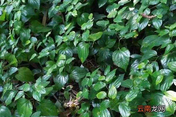 蛤蒌叶的功效与作用 蛤蒌叶主要有什么作用