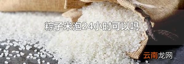 粽子米泡24小时可以吗