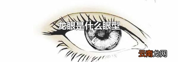 龙眼是什么眼型