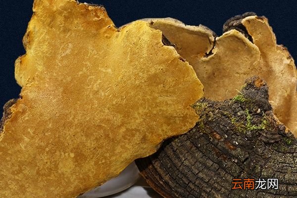 桑黄是什么东西,它的功效与作用 桑黄的禁忌人群