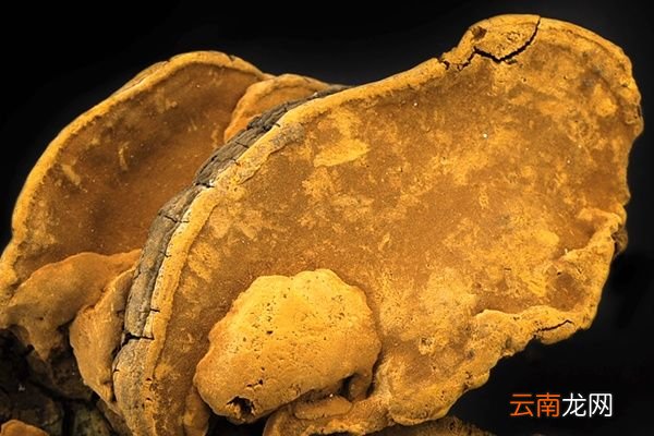 桑黄是什么东西,它的功效与作用 桑黄的禁忌人群