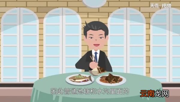 福寿螺到底能不能吃福寿螺能吃吗