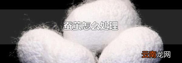 蚕茧怎么处理