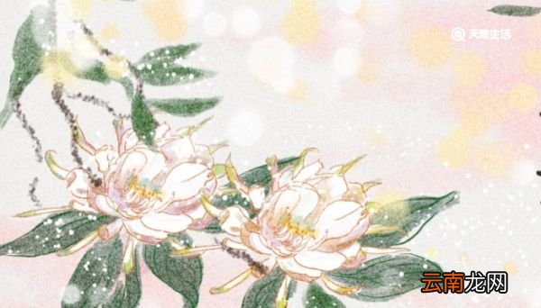 昙花可以吃吗 新鲜的昙花可以吃吗