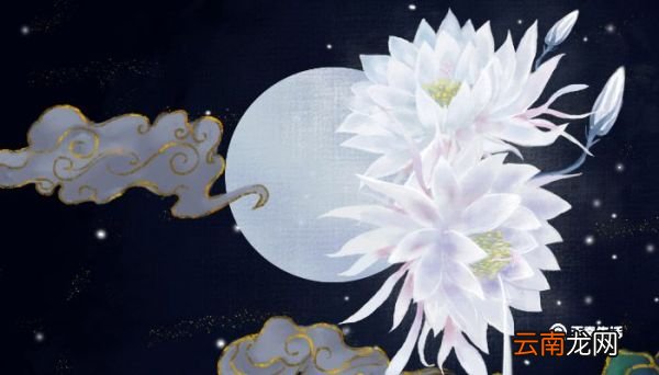 昙花可以吃吗 新鲜的昙花可以吃吗