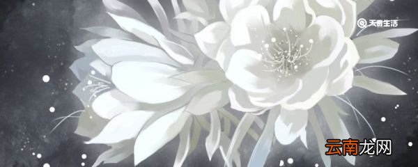 昙花可以吃吗 新鲜的昙花可以吃吗