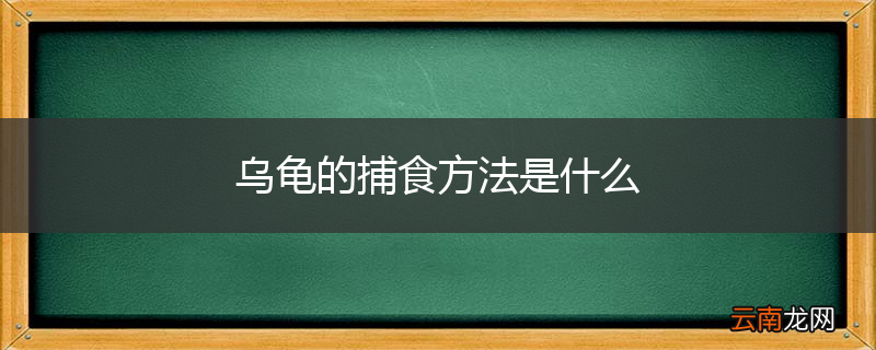 乌龟的捕食方法是什么