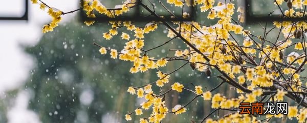 巨人的花园的主要内容 巨人的花园的主要内容是什么
