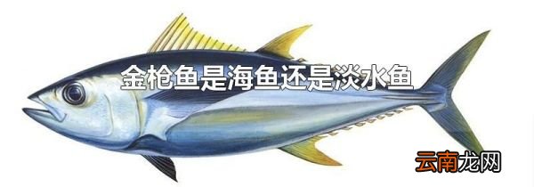 金枪鱼是海鱼还是淡水鱼