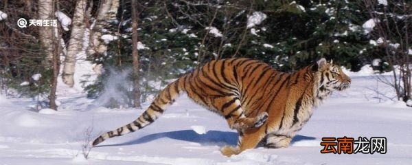 明年是什么年2021年属 2021年是什么年