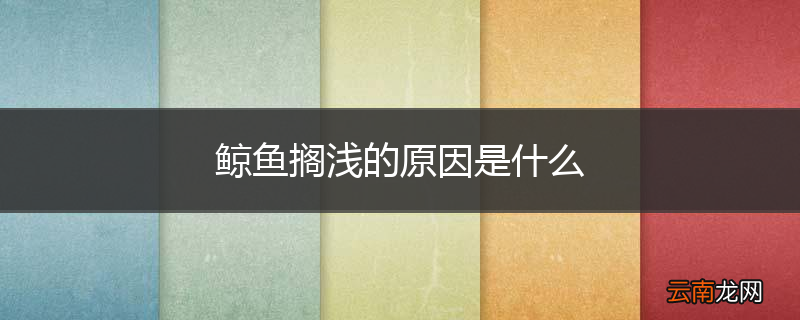 鲸鱼搁浅的原因是什么