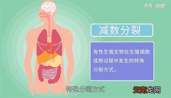 什么是减数分裂 减数分裂是什么