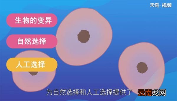 什么是减数分裂 减数分裂是什么