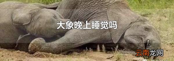 大象晚上睡觉吗