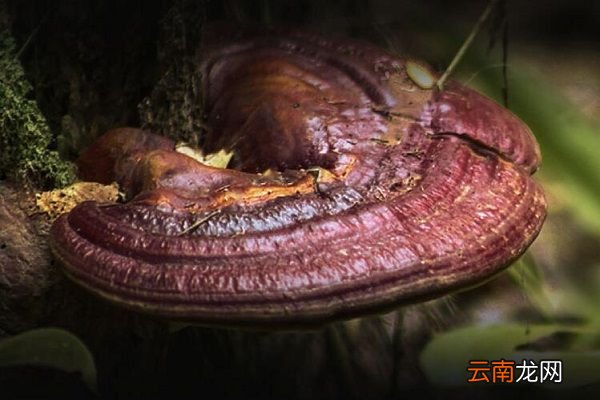 斗龙芝的功效与作用 斗龙芝有什么益处