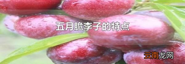 五月脆李子的特点
