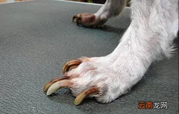 给狗狗剪指甲对关节健康很大影响 狗的指甲可以剪吗