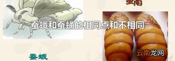 蚕蛾和蚕蛹的相同点和不相同