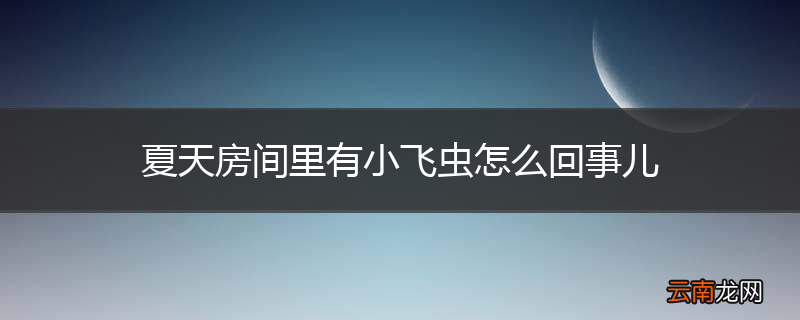 夏天房间里有小飞虫怎么回事儿
