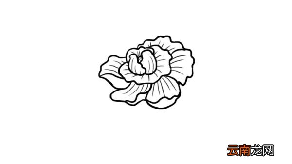 芙蓉花简笔画