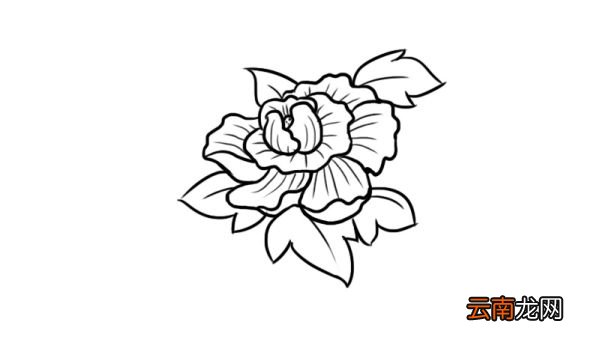 芙蓉花简笔画