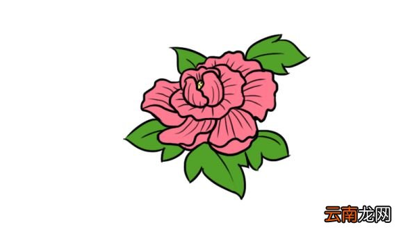 芙蓉花简笔画