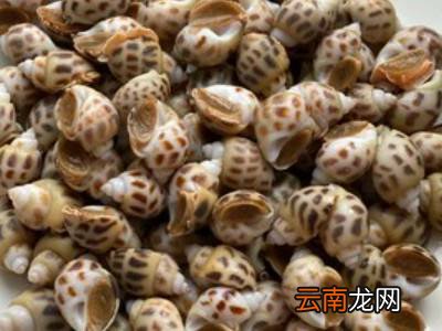 白灼花螺的做法煮多久