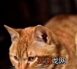 怎样画猫咪素描