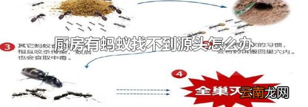 厨房有蚂蚁找不到源头怎么办