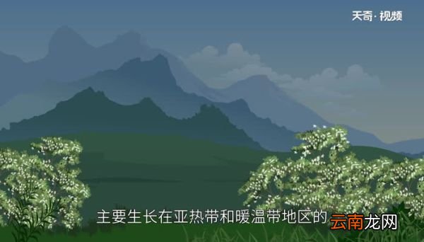 夜来香有毒吗 夜来香闻多了有毒吗