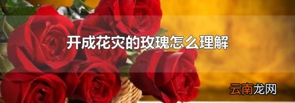 开成花灾的玫瑰怎么理解