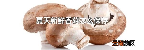 夏天新鲜香菇怎么保存