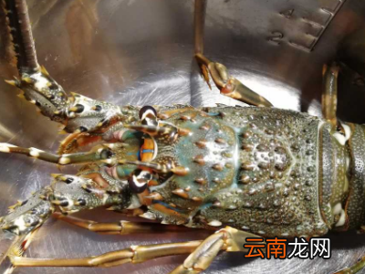 青龙虾怎么保存才新鲜